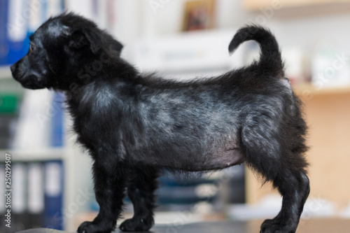 Fotografia small dog with generalized demodectic mange, generalized alopecia