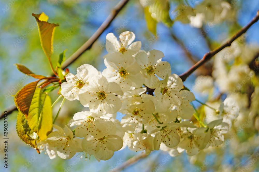 Cherry and sweet cherry flowers with delicate white petals on a tree branch with green leaves Cherry and sweet cherry flowers with delicate white petals on a tree branch with green leaves