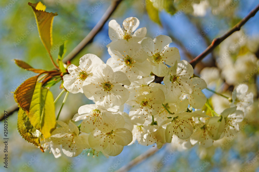 Cherry and sweet cherry flowers with delicate white petals on a tree branch with green leaves Cherry and sweet cherry flowers with delicate white petals on a tree branch with green leaves