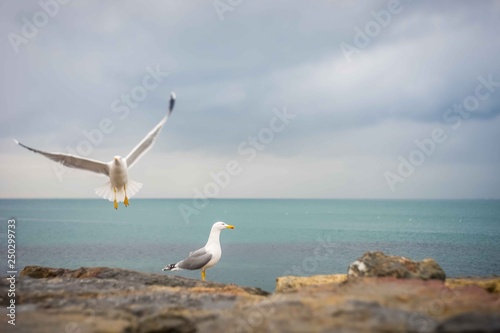 Two seagulls on rocks at the beach