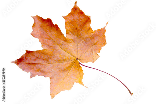 maple tree leaf