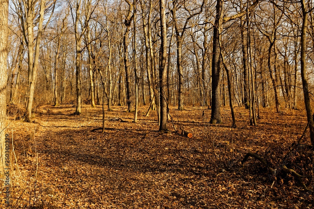 Wald in der Nähe von Erfurt an einem warmen Februartag