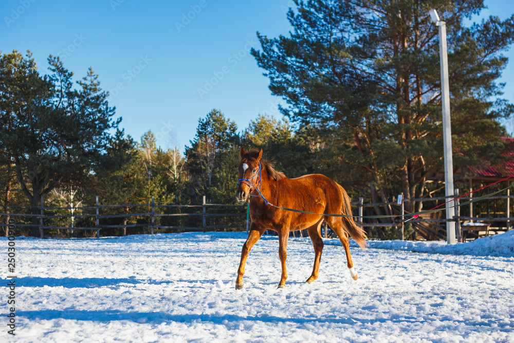 Stallion in training in the winter on the parade ground Stallion in training in the winter on the parade ground
