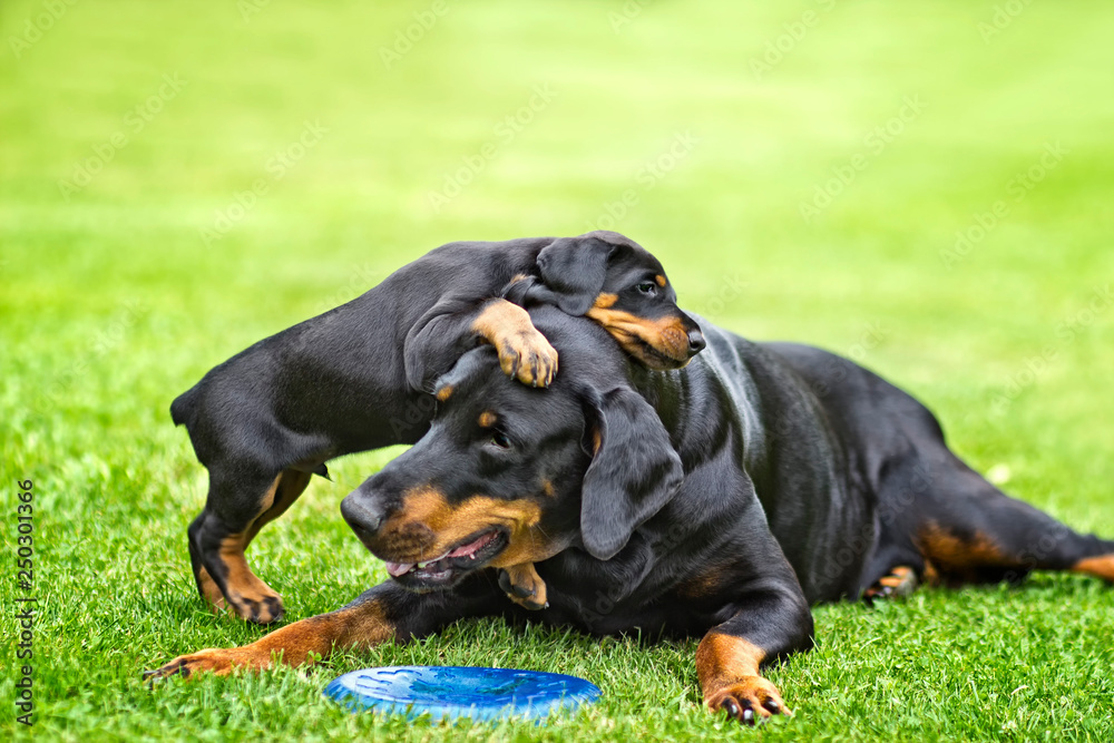 Puppy is playing with his mother. He is a black and brown doberman