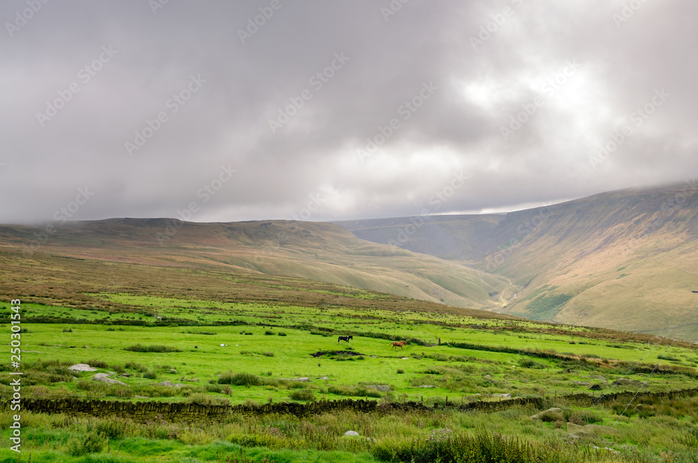 Pair of horses grazing in the field under heavy clouds at Saddleworth Moor, Greater Manchester.