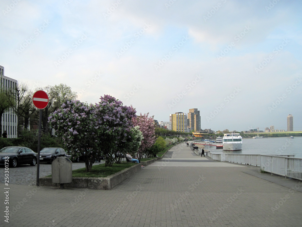 Fototapeta premium Cologne