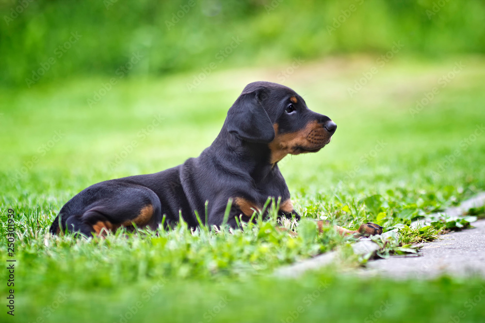 Doberman puppy in grass. Puppy lies on the green grass Doberman puppy in grass. Puppy lies on the green grass