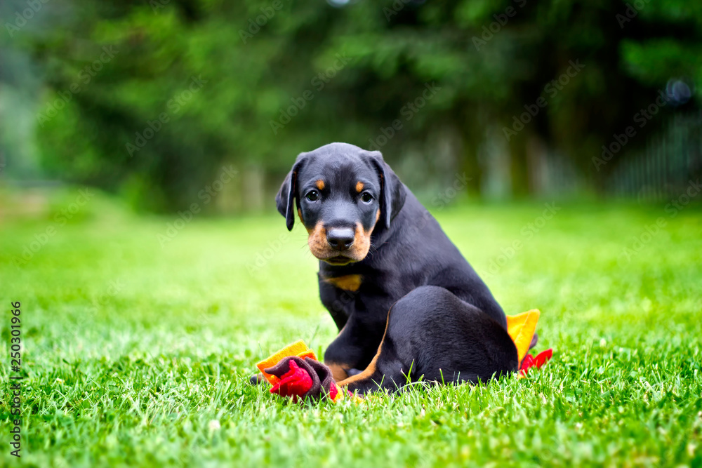 Doberman puppy in grass. Puppy of doberman sits on the green grass.