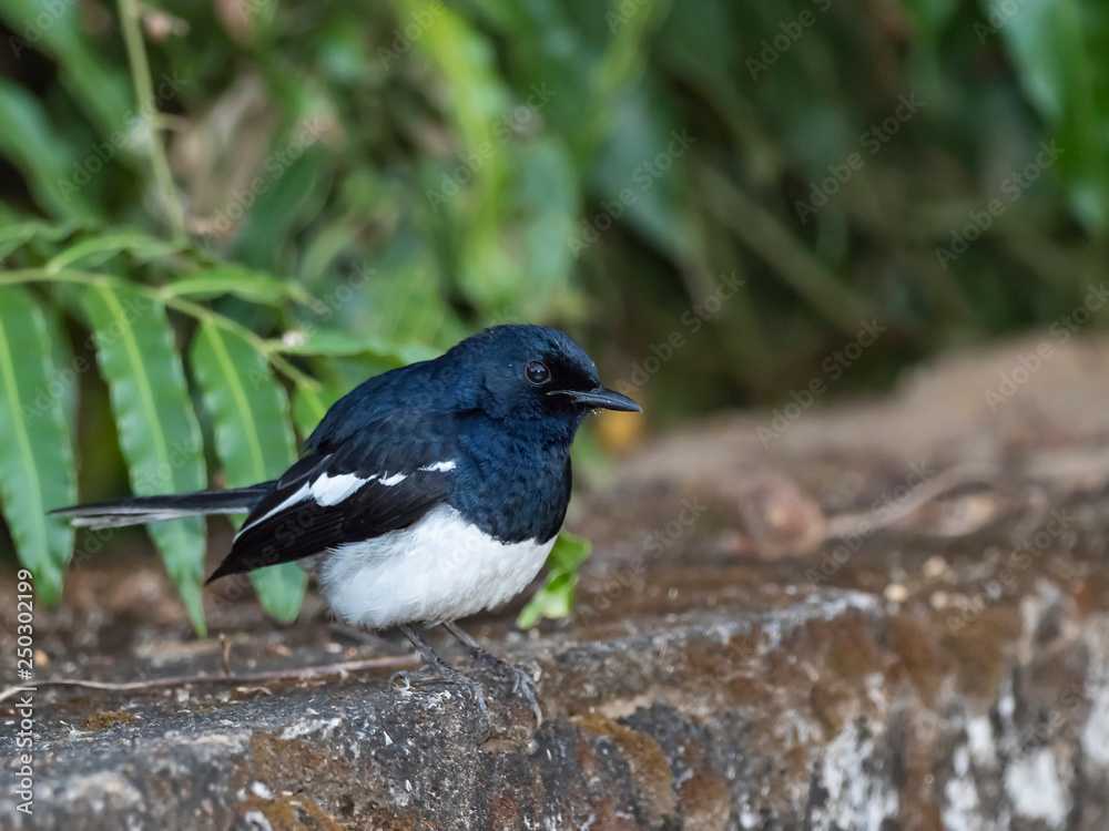 Oriental Magpie-Robin (Copsychus saularis) race Oriental Magpie-Robin (Copsychus saularis) race