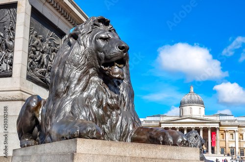 Trafalgar square lion at Nelson column with National Gallery at background, London, UK  photo