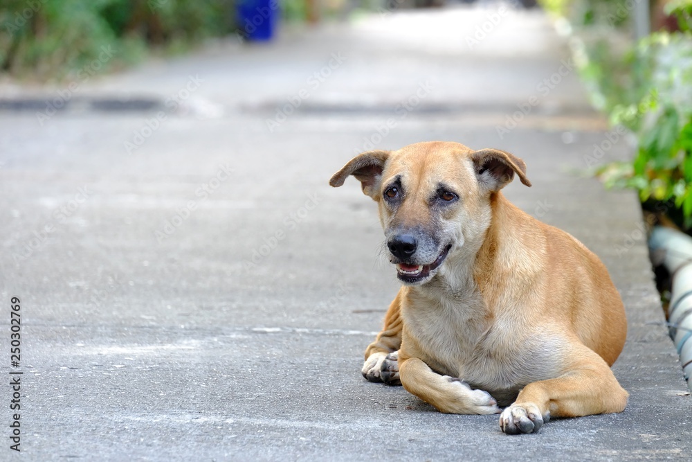 Thai local dog sitting on cement walkway with green nature background Thai local dog sitting on cement walkway with green nature background