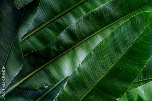 Close up a skin pattern of tropical waterplant leaves with dark light background 