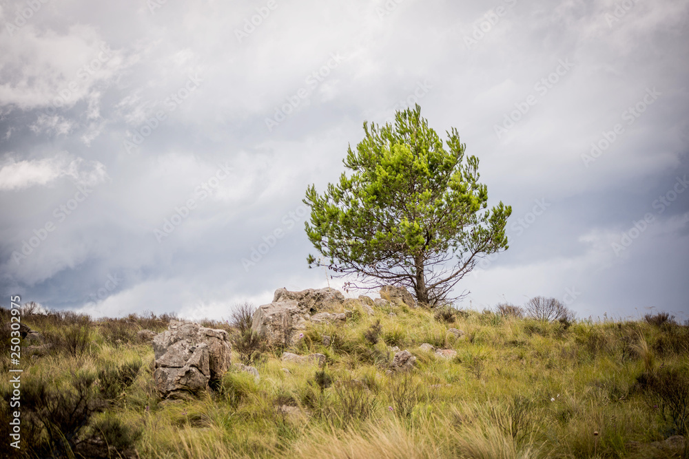 Life Tree Life Tree