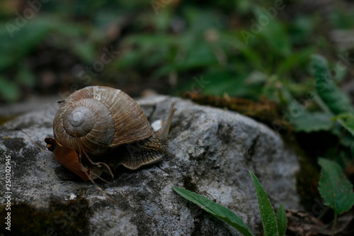 Closeup of a snail on a rock