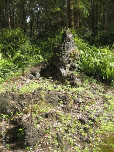 Hawaii nature plants and woods