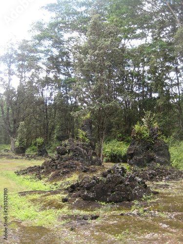Hawaii nature plants and woods