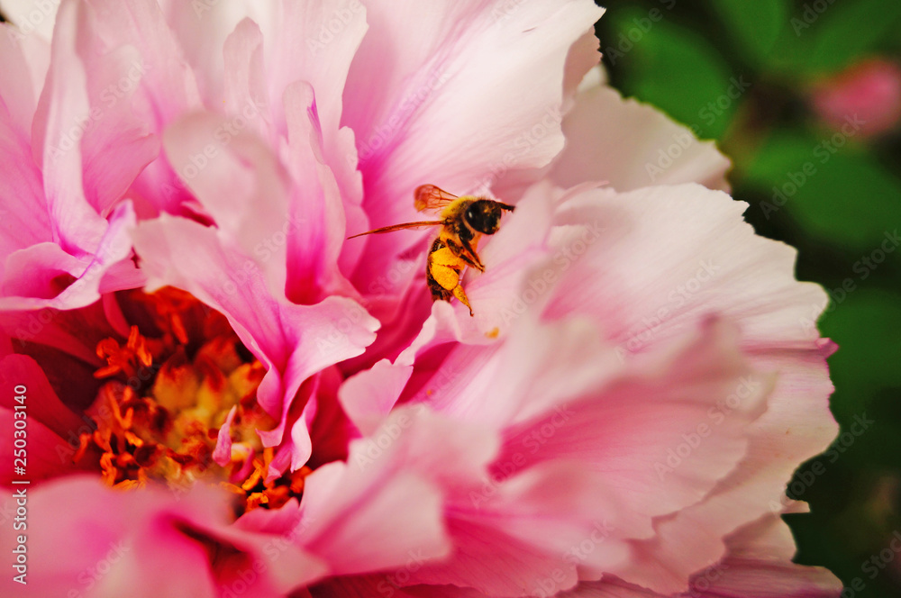 A bee sits on a peony with pink petals on a green bush A bee sits on a peony with pink petals on a green bush