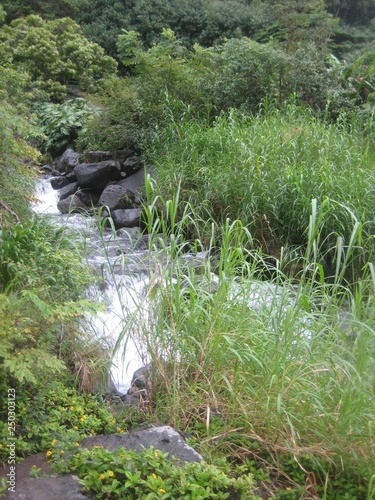 Hawaii plants and woods nature landscape