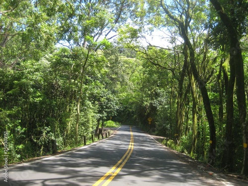 Hawaii plants and woods nature landscape