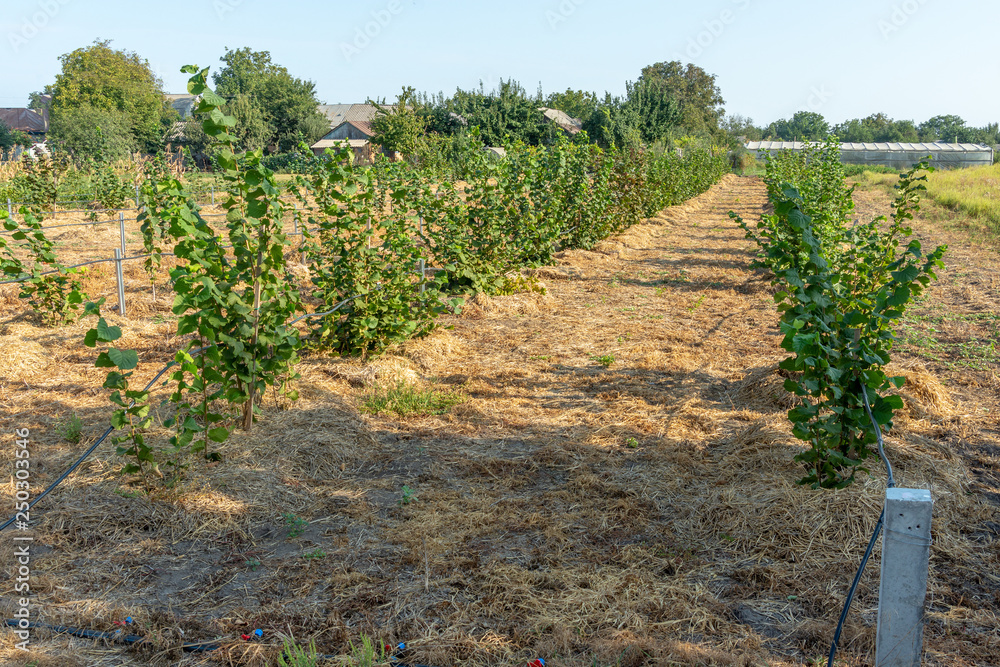 nut garden close up in summer at sunset. Hazelnut growing, agronomic concept