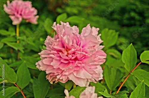 Peony flower with pink petals and yellow center on a bush with green leaves