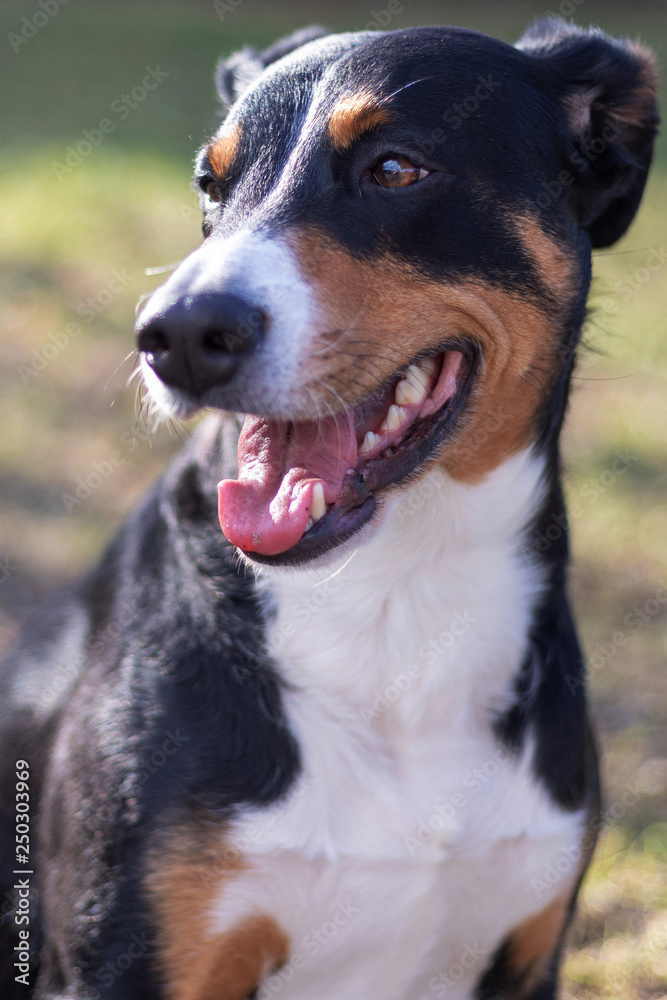 Appenzell cattle dog standing on the green grass.