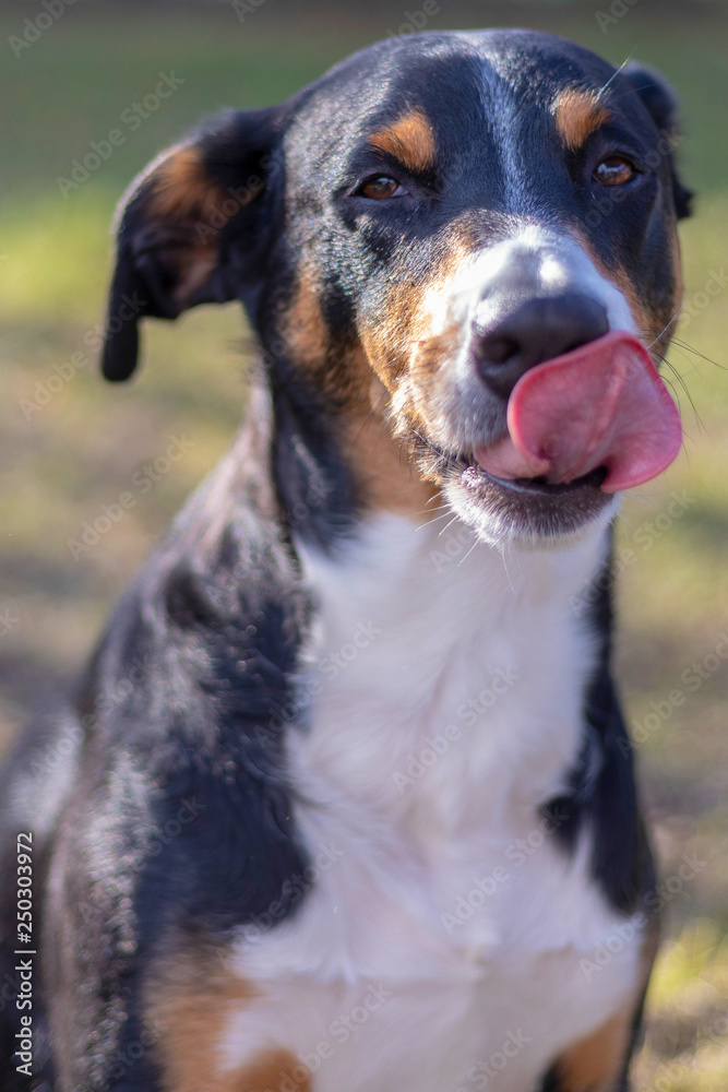 funny dog licks lips with Tongue Out