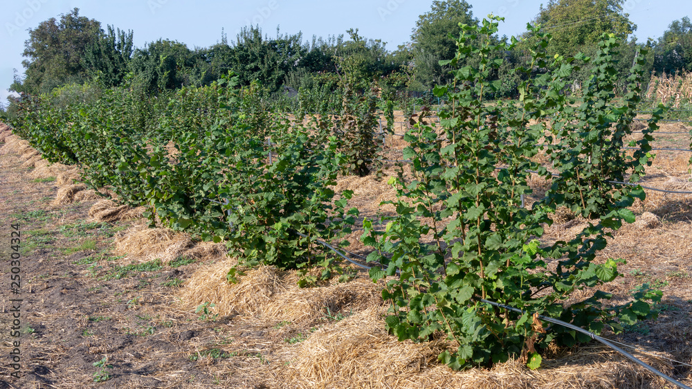 nut garden close up in summer at sunset. Hazelnut growing, agronomic concept