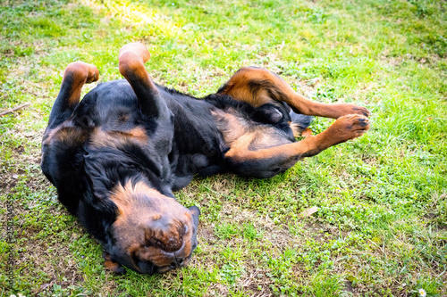 Cute rottweiler dog lying and playing alone in the garden. Funny puppy outdoors