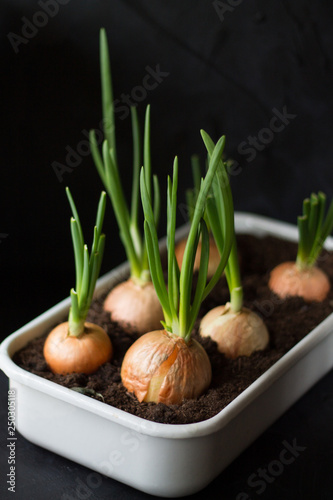fresh green onions grow at home Выделите текст, чтобы посмотреть примеры