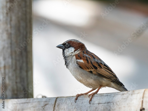 House Sparrow (Passer domesticus) race "indicus". The Nilgiris, Kerala, India