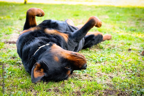 Funny rottweiler puppy playing in the garden. Cute posing on the camera in a sunny summer day