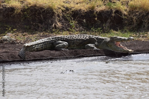 Krokodil