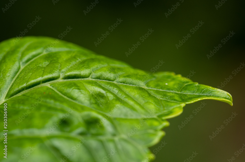 Fototapeta premium Hydrangea macrophylla hortensia flower leaf