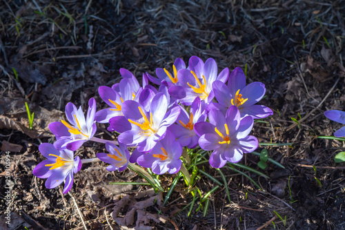 The first crocuses a year that break through the dry soil and whose flowers shine in the sunlight.