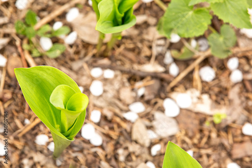 Young bush lily of the valley in the garden in early spring photo