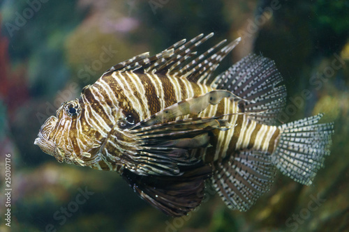 Beautiful Lionfish (Devil firefish/Pterois miles) Image photo