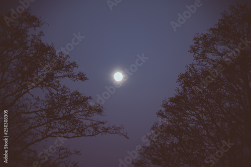 moon in the sky © Daiva