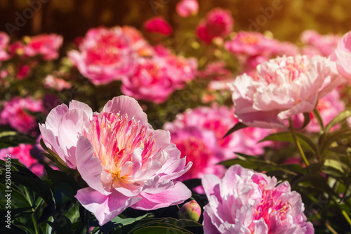 Beautiful and charming peonies on a warm summer day in the park  with warm rays from the sun. Floral background.