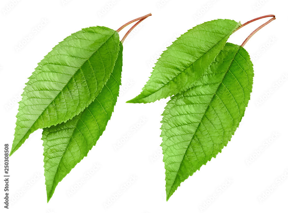 Cherry green leaf isolated Cherry green leaf isolated