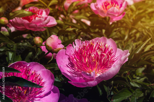 Beautiful and charming peonies on a warm summer day in the park, with warm rays from the sun. Floral background.