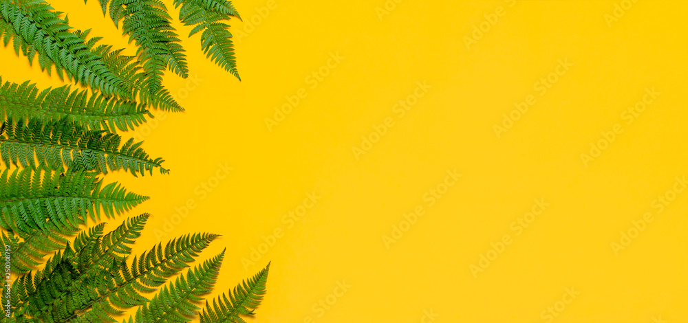 Tropical summer background, green fern leaves on bright yellow background top view flat lay copy space. Summer floral composition, green leaf frame. Nature concept