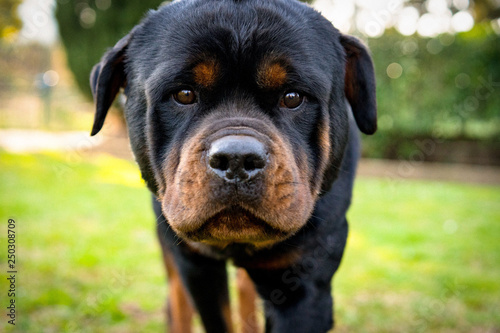 Amazing rottweiler portrait outdoors. Beautiful canine muzzle, close-up photo