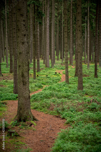 Camouflaged bunker WWII in the dark forrest photo