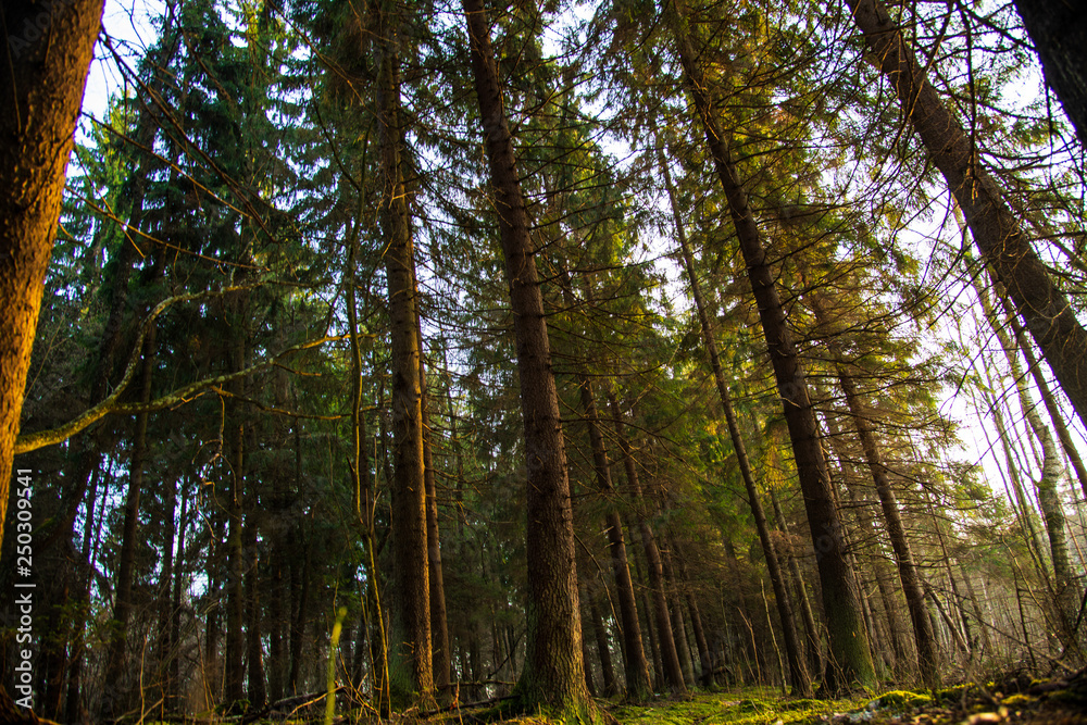 trees in the forest trees in the forest