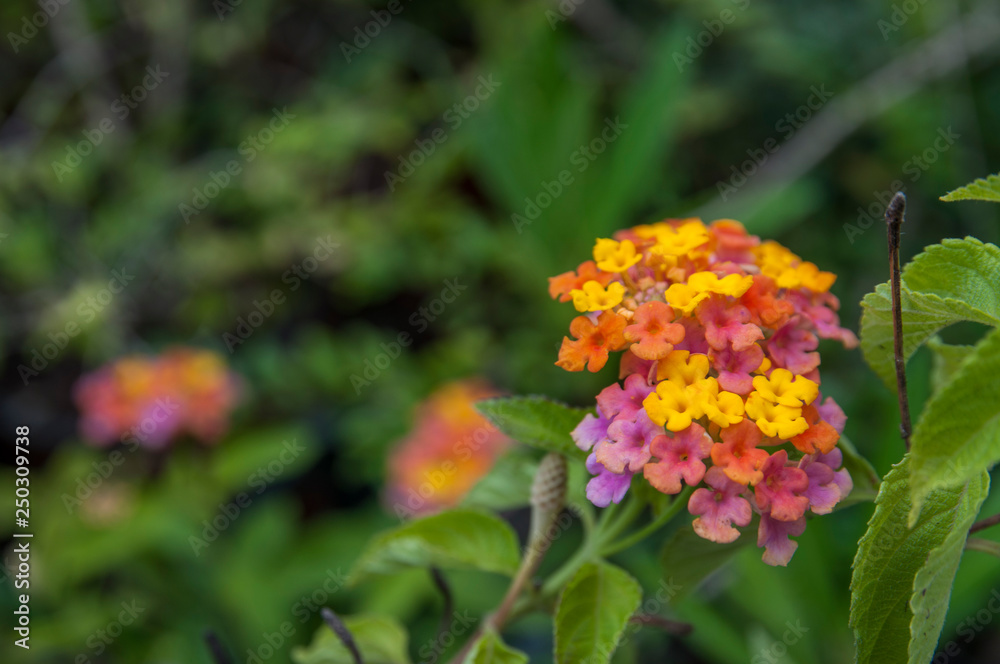 orange, red, yellow flower, lantana orange, red, yellow flower, lantana