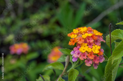 orange  red  yellow flower  lantana