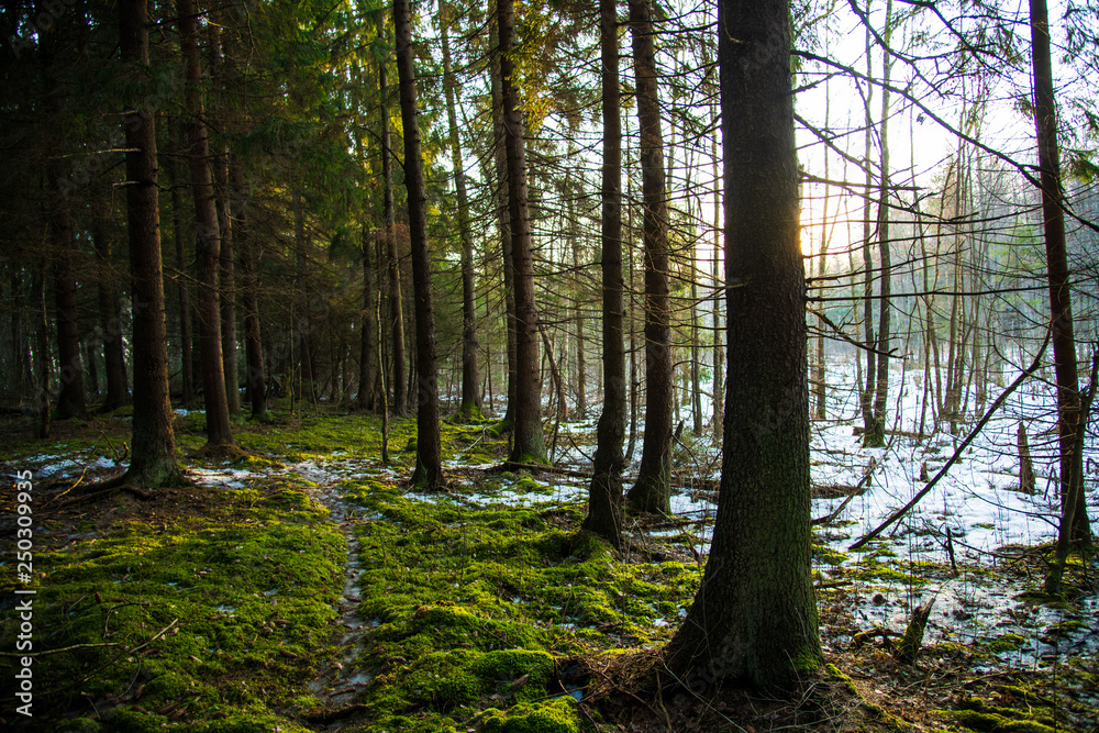 Obraz premium trees in the forest