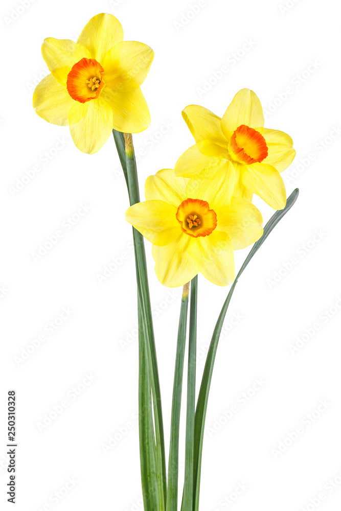 Fresh yellow narcissus isolated on white background