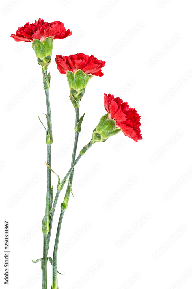 Three red carnations isolated on white background